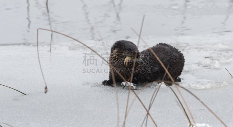 幼小动物,北美河獭,捕捞鱼,水,水平画幅,雪,湿,爪子,动物身体部位,野外动物