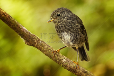 鸟类,知更鸟,新西兰,特有物种,森林,新西兰北岛,暗色,环境,野生动物,灰色