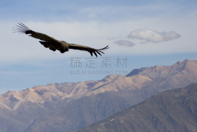 秃鹰,秘鲁,科尔卡峡谷,野生动物,食肉鸟,水平画幅,鸟类,半空中,野外动物,户外