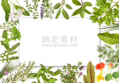 边框,标签,草本,空白的,两个物体,细香葱,香旱芹菜,背景分离,香料,芳香疗法