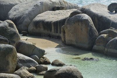 企鹅,大群动物,开普半岛,水平画幅,沙子,无人,博得斯海滩,巨石,开普敦,户外