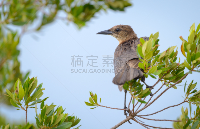 鸟类,船,野生动物,水平画幅,绿色,动物身体部位,翅膀,鹩哥,栖息,摄影