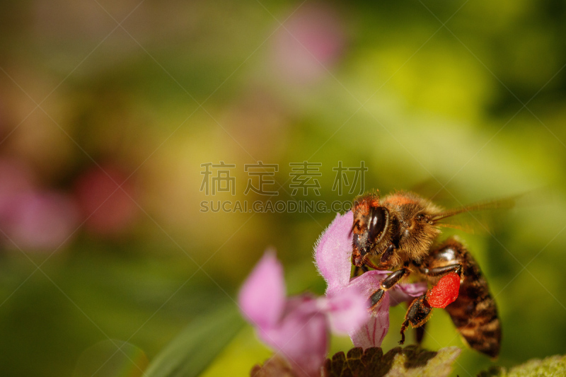 蜜蜂,蜂箱,蜂蜜,花粉,农作物,粉色,收集,花,授粉,收集