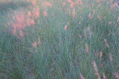草,粉色,环境,公园,韩国,乱子草属,朝鲜半岛,植物,背景,户外