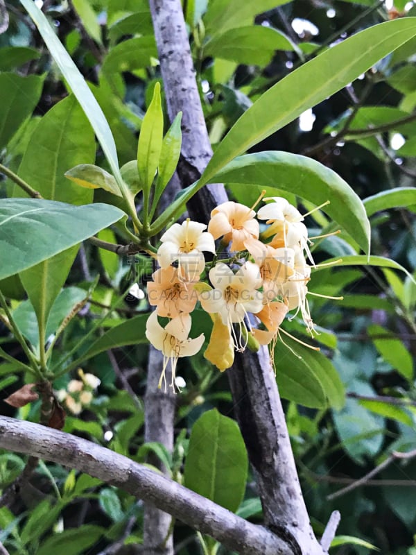 泰国,木麻黄树,桂花,公亩,垂直画幅,公园,心皮,芳香的,无人,户外