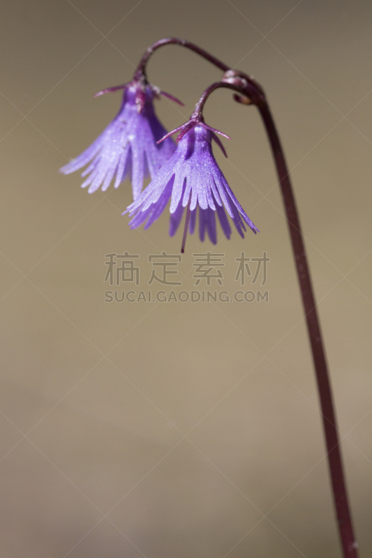 Alpine snowbell at Dent du Midi mountains (Champéry, Switzerland). Soldanella alpina, the alpine snowbell or blue moonwort, is a member of the family Primulaceae native to the Alps and Pyrenees.