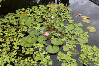 浮萍,池塘,自然,水,水平画幅,绿色,地形,无人,夏天,户外