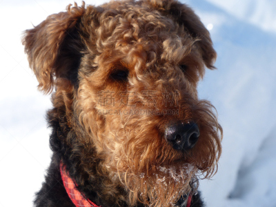 雪,艾尔谷犬,肖像,机敏,水平画幅,智慧,梗犬,组物体,活力,冬天