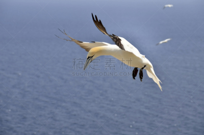 鲣鸟,野生动物,水平画幅,蓝色,鸟类,动物身体部位,翅膀,黑色,一只动物,海洋