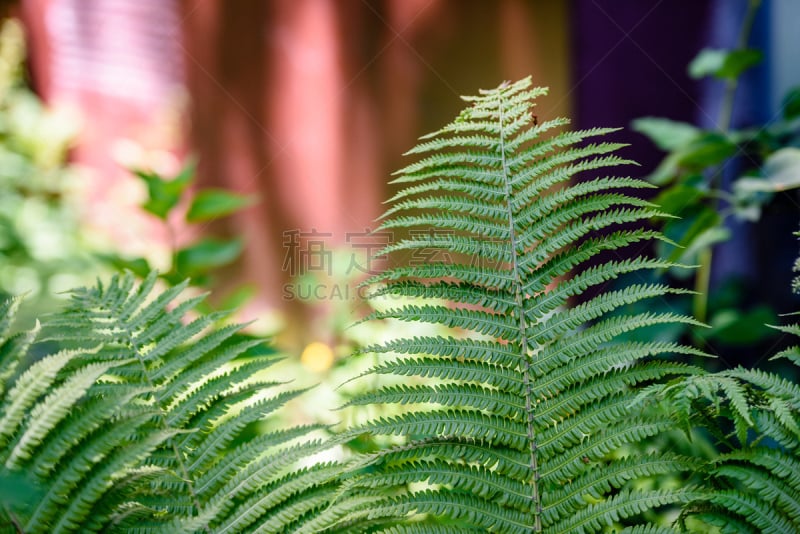 叶子,树林,在下面,绿色,风景,日光,欧洲蕨,复叶,自然,美