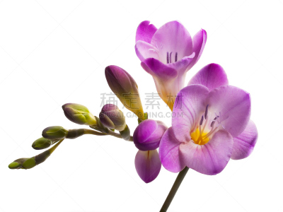 小苍兰,百合花,水平画幅,无人,特写,花蕾,植物,大特写,花头,花粉