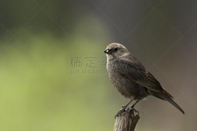 牛鸟,褐色,头球,雌性动物,自然,野生动物,水平画幅,无人,鸟类,野外动物