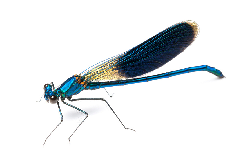 蜻蜓 水平画幅 蓝色 动物 白色背景 动物身体部位 翅膀 背景分离 昆虫 图像图片素材下载 稿定素材