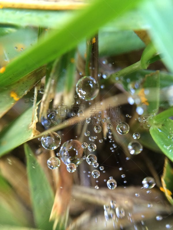 大特写,垂直画幅,水,几何学,无人,露水,巴西,叶子,蕨类,潘帕斯大草原