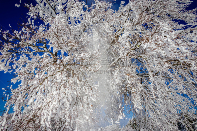 黑森林,山毛榉树,冰,有包装的,自然美,新的,雪,蒂蒂湖,十二月,冬天
