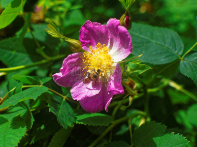 蜜蜂,野玫瑰,春天,美,凹陷地形,水平画幅,无人,夏天,户外,特写