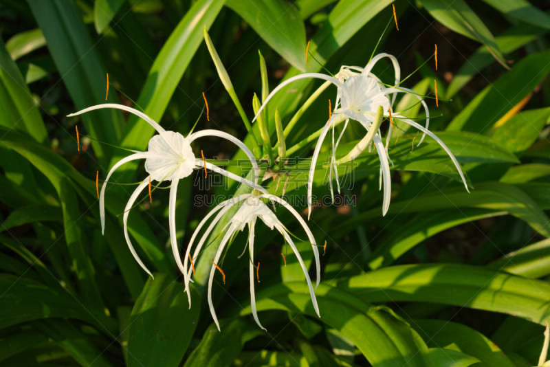 白色,蜘蛛兰,兰花,植物,水平画幅,新加坡,绿色,无人,蜘蛛,摄影