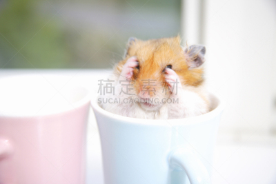 马克杯,仓鼠,水平画幅,可爱的,老鼠,日本,肖像,鼠,图像,哺乳纲