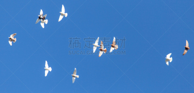 天空,海洋,公亩,羊群,鸽子,印度野生动物园,大自然保护协会,音乐剧,设计师标签,哈萨克斯坦
