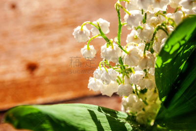 百合花,五月,铃兰,可爱的,清新,浪漫,环境保护,婚礼,香水,芳香疗法