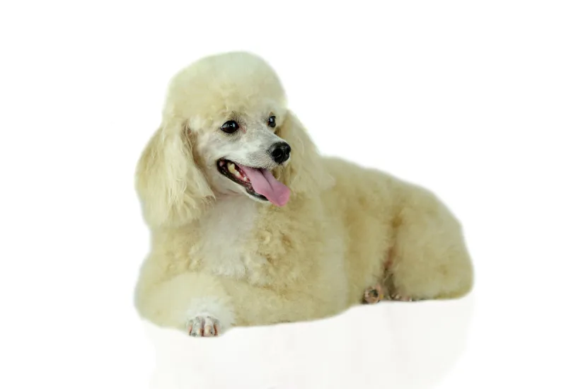 狗 白色背景 玩具贵宾犬 贵宾犬 垂直画幅 褐色 宠物 纯种犬 小的 可爱的图片素材下载 稿定素材