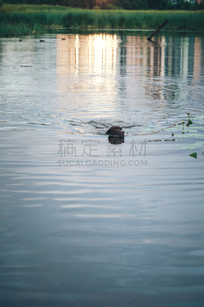 进行中,户外,池塘,狗,垂直画幅,褐色,brown dog tick,纯种犬,寻回犬,嬉戏的