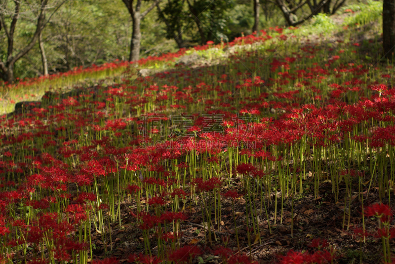 红蜘蛛百合,红色,甘草糖,鲜花盛开,松山,秋天,四国,爱媛县,图像,美