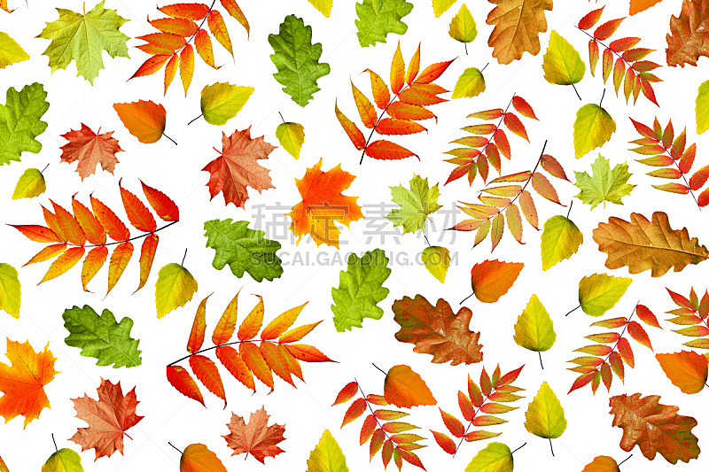 叶子,秋天,白色背景,分离着色,边框,水平画幅,无人,九月,特写,明亮