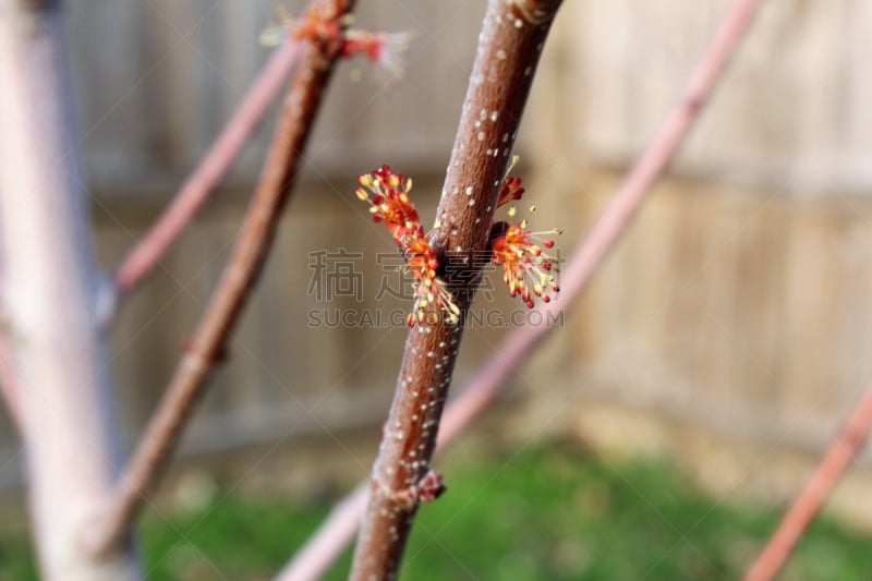 春天,仅一朵花,春季系列,无人,美国中西部地区,新生活,图像,水平画幅,花朵,开花植物