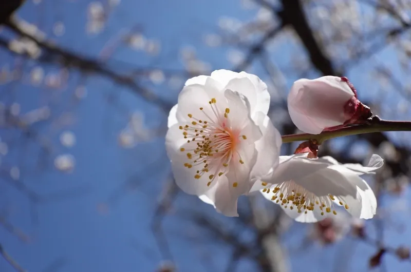 仅一朵花 白色 梅子树 梅子 梅花 插花术 雄蕊 星和园 平和 垂直画幅图片素材下载 稿定素材