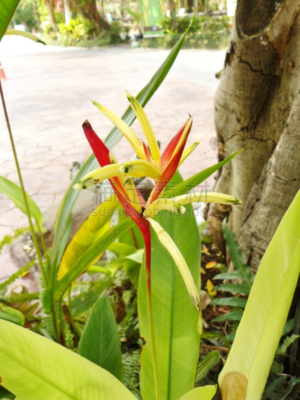 喙,鹦鹉,欧洲赤松,垂直画幅,美,parrot's beak海里康属植物,芳香的,枝繁叶茂,夏天,户外