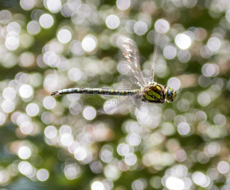 southern hawker dragonfly,蜻蜓,水平画幅,无人,节肢动物,昆虫,德国,摄影