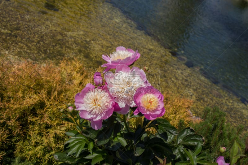 接力赛,自然美,背景,水平画幅,无人,夏天,草,特写,花束,田地