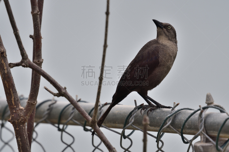 加勒比海地区,自然,白昼,害虫,金属,杂食动物,野生动物,鹩哥,图像,一只动物