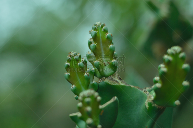 蚂蚁,仙人掌,螫刺的,害虫,动物学,自然,无脊椎动物,野生动物,水平画幅,绿色