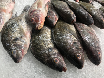 鱼肉,水,水平画幅,无人,海鲷,超级市场,生食,海产,特写,泰国