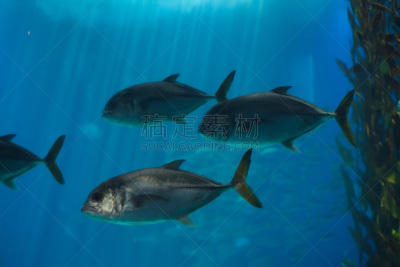 鲳森鱼,动物主题,海洋生命,热带气候,野生动物,大西洋,动物,海鱼,鲈形目,地中海