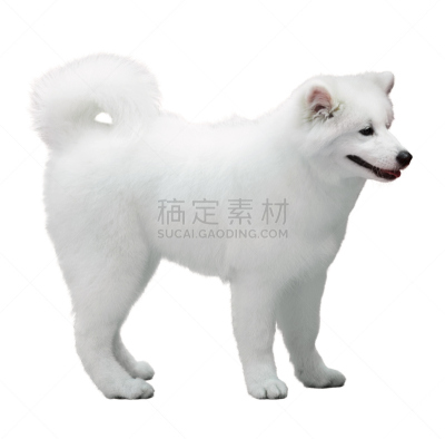 萨摩耶犬,毛绒绒,狗,白色,莱卡犬,阿拉斯加雪橇犬,外套大衣,纯种犬,水平画幅,背景分离