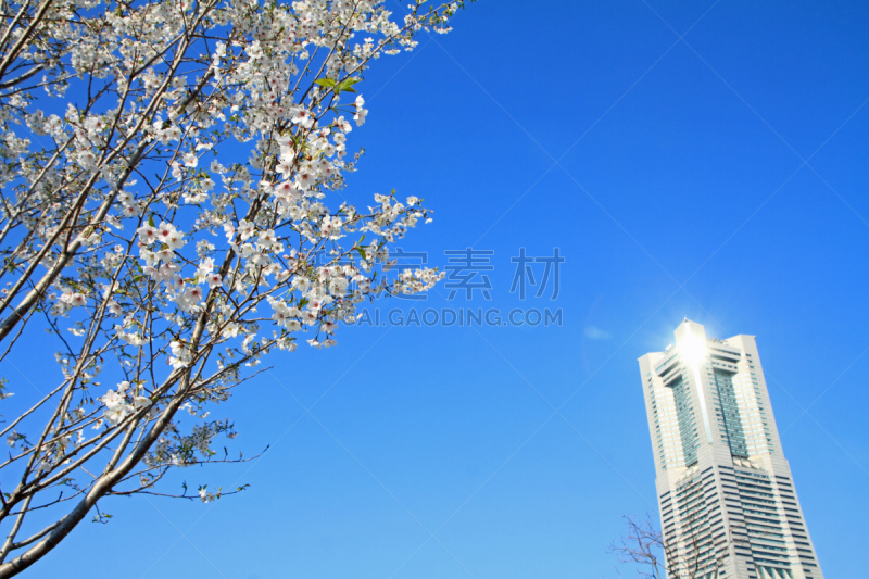 横滨地标大厦,神奈川县,日本,樱桃树,横滨高速铁路,横滨,郊区,天空,城镇景观,水平画幅