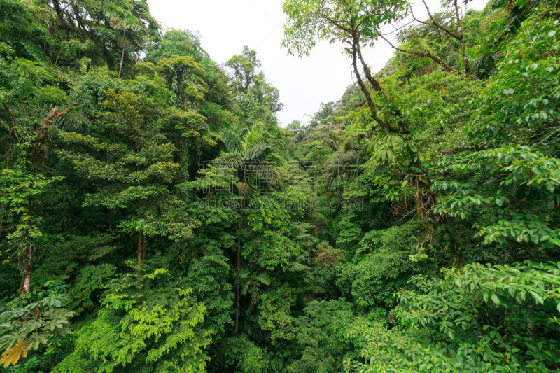 Lush rainforest canopy view