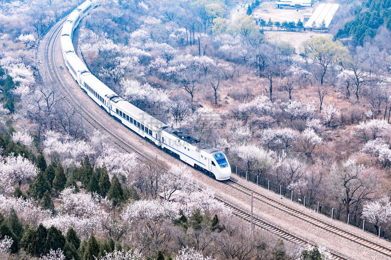 北京,火车,樱之花,高速列车,亚洲樱桃树,林荫大道,世界遗产,花朵,自然界的状态,自然美