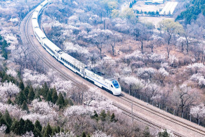北京,火车,樱之花,高速列车,亚洲樱桃树,林荫大道,世界遗产,花朵,自然界的状态,自然美