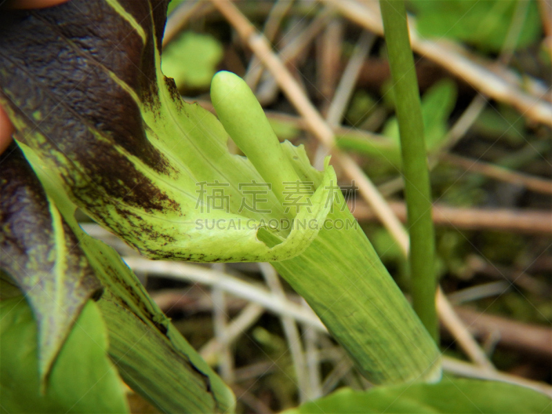 黄花菖蒲,肉穗花序,佛焰苞,天南星科,泽泻目,自然,美国,水平画幅,绿色,无人