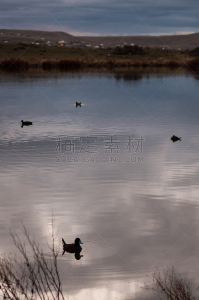鸭子,泻湖,马德林港,垂直画幅,地形,无人,2015年,动物,风景