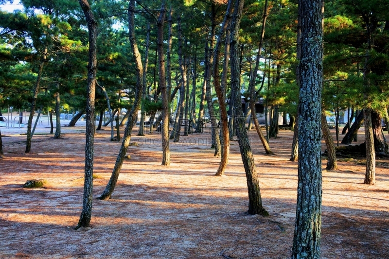 防风设备,派恩赫斯特,地球女神,自然,风,松树,水平画幅,无人,松科,自然界的状态