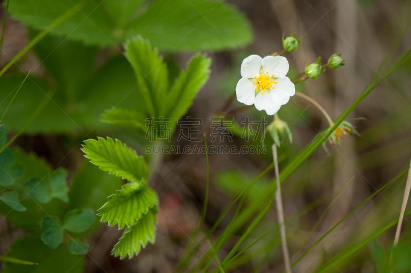 草莓,枝,森林,花朵,水平画幅,无人,夏天,户外,俄罗斯,花束