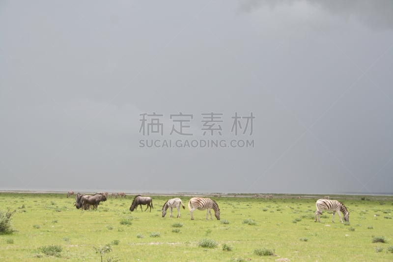 曙暮光,雨,绿色,萨凡纳港市,纳米比亚,斑马,非洲大羚,盐滩,水洞湖,雨季