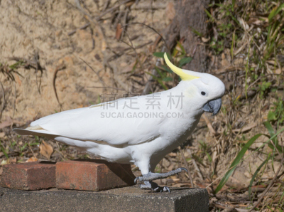 美冠鹦鹉,库兰达,硫磺色冠凤头鹦鹉,自然,水平画幅,鸟类,鹦鹉,野外动物,户外,白色