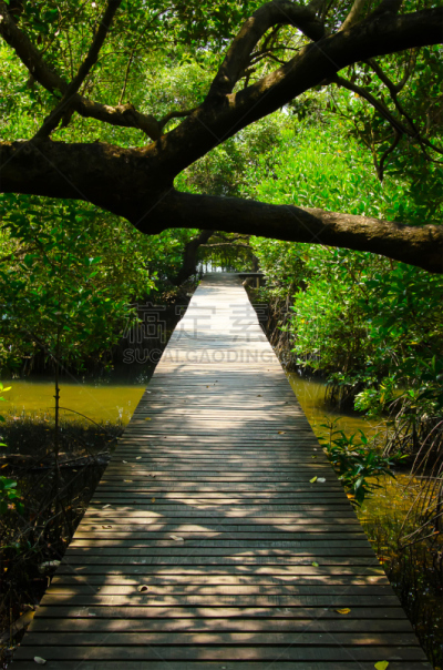 红树林,小路,垂直画幅,枝繁叶茂,巴厘岛,无人,沼泽,扫帚,户外,海滩