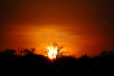 非洲,自然,公园,狮子王,野生动物,旅游目的地,水平画幅,橙色,阴影,户外
